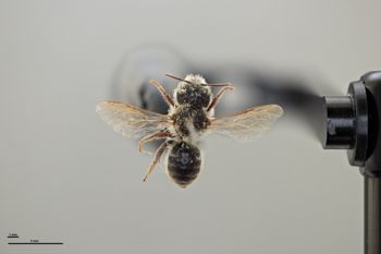 Media type: image;   Entomology 790557 Aspect: habitus dorsal view